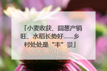 小麦收获、圆葱产销旺、水稻长势好……乡村处处是“丰”景